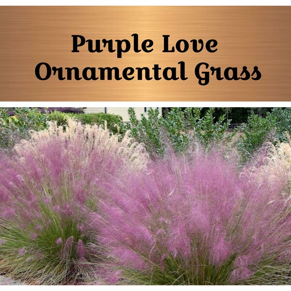 Ornamental Grass Etsy
