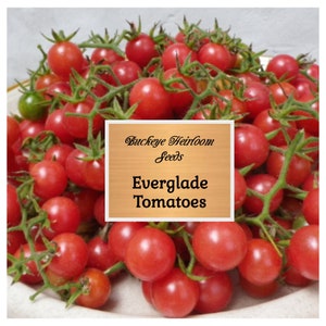 May include: A close-up of a bowl filled with ripe, red Everglade tomatoes on the vine. The tomatoes are small and round, with a few green ones visible. The image includes a sign that reads "Buckeye Heirloom Seeds" and "Everglade Tomatoes."