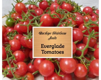 100 - Florida Everglades Tomato - Seeds - Florida Native - heat tolerant - Heirloom