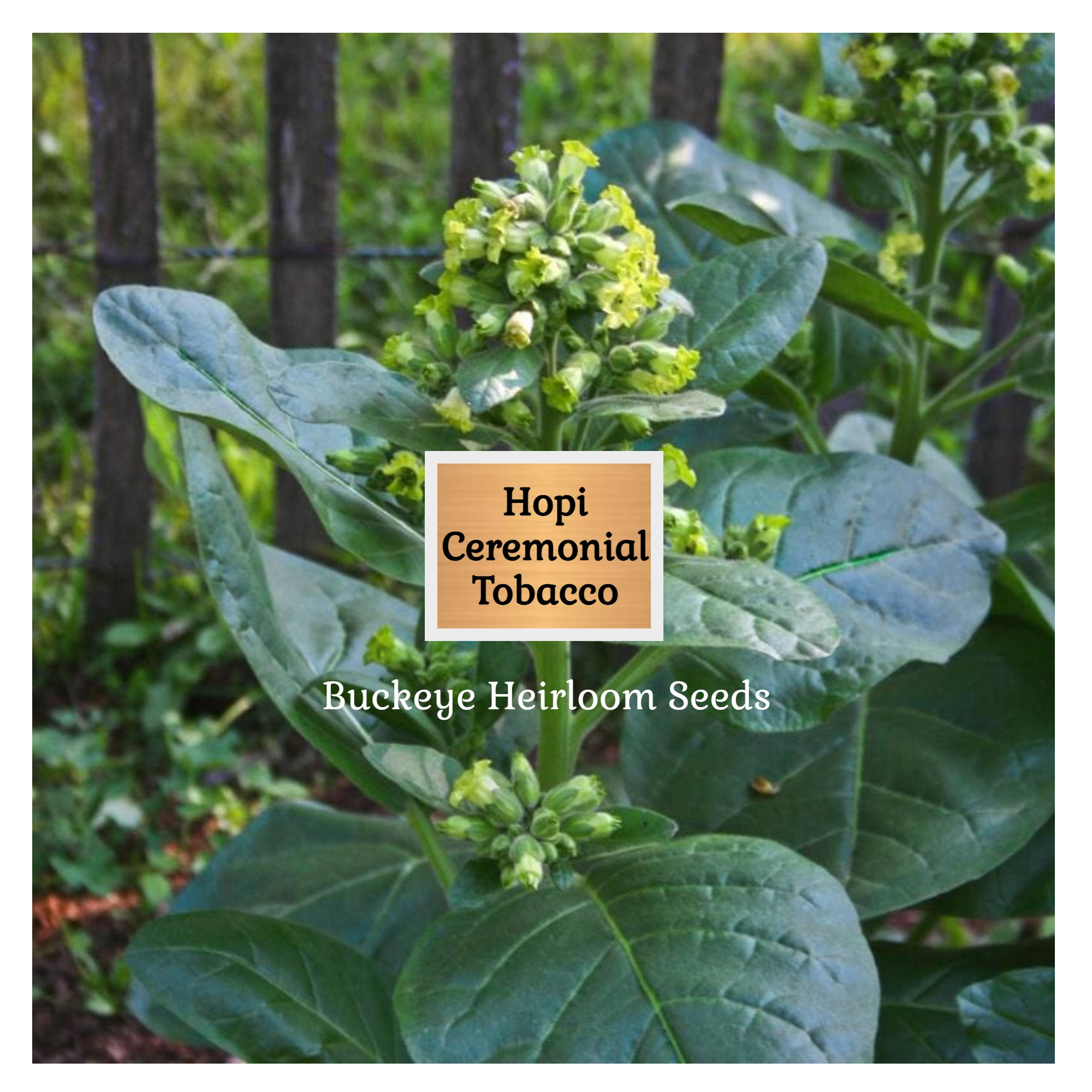 wild tobacco seeds Hopi Tobacco Seeds - Nicotiana Rustica - Ceremonial Heirloom
