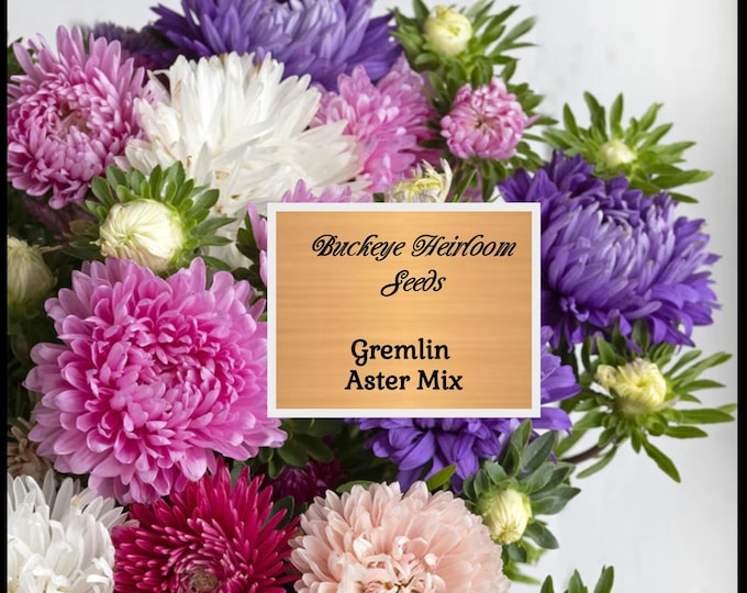 Gremlin Mix Aster Seeds