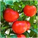 Floradade Tomato Seeds TWE5 For Planting, 300+ Heirloom Seeds Per Packet,  Isla's Garden Seeds Non Gmo Seeds Botanical Name Solanum Lycopersicum Gre