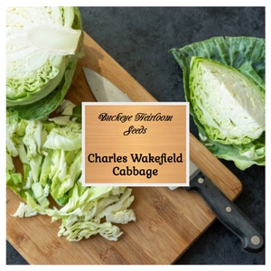 Charleston Wakefield Early Cabbage - Seeds - Heirloom - Brassica Oleracea - Vegetable Seeds