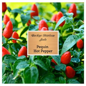 Pequin Hot Pepper - Seeds - Non-GMO - Heirloom