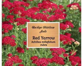 May include: A field of vibrant red yarrow flowers in full bloom, with clusters of small, tightly packed blossoms. The image includes a sign that reads "Buckeye Heirloom Seeds" and "Red Yarrow Achillea millefolium rubra".