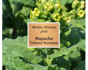 mapacho tobacco seeds Mapacho - Aztec Ceremonial - Tobacco - Nicotiana Rustica - Makhorka - Seeds