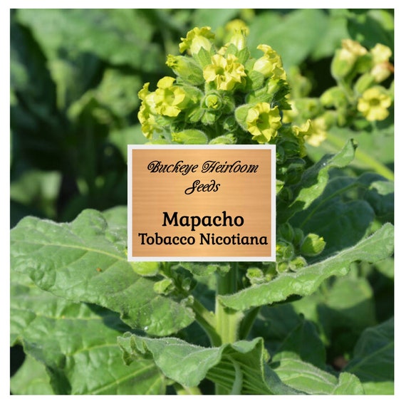 the smoke that comes from burning tobacco Have you heard about thirdhand smoke?💨 🤢Put simply, thirdhand smoke is the  chemicals left behind on surfaces when someone smokes tobacco. It's  unhealthy for people and pets for a number of reasons