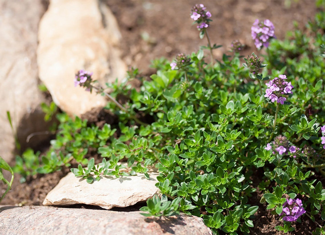 Dwarf Creeping Thyme Ground Cover 300 Herb Seeds Etsy