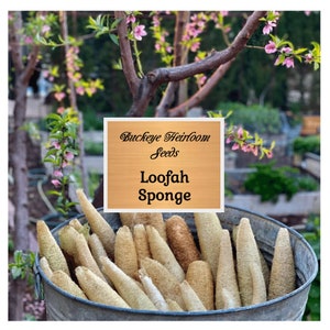 Gourd, Luffa seeds - Heirloom Vegetable (Luffa cylindrica) - Versatile and Natural Sponge - Bathing and Exfoliating - Buckeye Heirloom Seeds