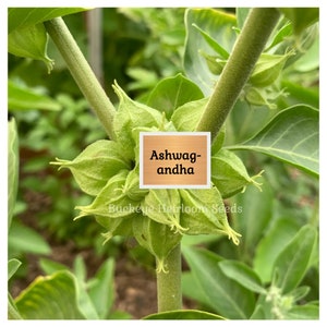 May include: Close-up of a green Ashwagandha plant with a cluster of seed pods. The image features a square label with the text "Ashwagandha" and the words "Buckeye Heirloom Seeds" at the bottom. The background is blurred green foliage.