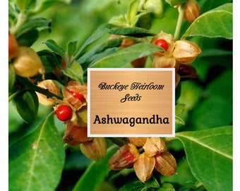 Bulk - Ashwagandha - 10,000 Seeds - Withania somnifera - Ayurvedic Herb - Buckeye Heirloom Seeds