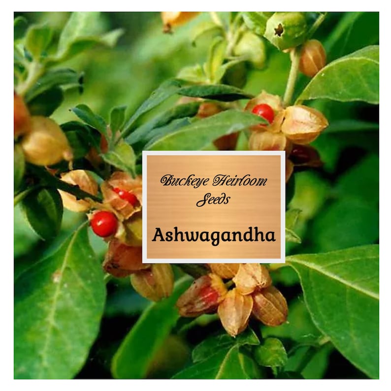 May include: Close-up of Ashwagandha plant with green leaves, small red berries, and tan seed pods. The image includes a sign that reads "Buckeye Heirloom Seeds" and "Ashwagandha".