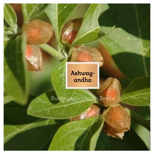 May include: Close-up of ashwagandha plant with green leaves and orange-brown seed pods. The image includes a square label with the text "Ashwagandha" and the words "Buckeye Heirloom Seeds".