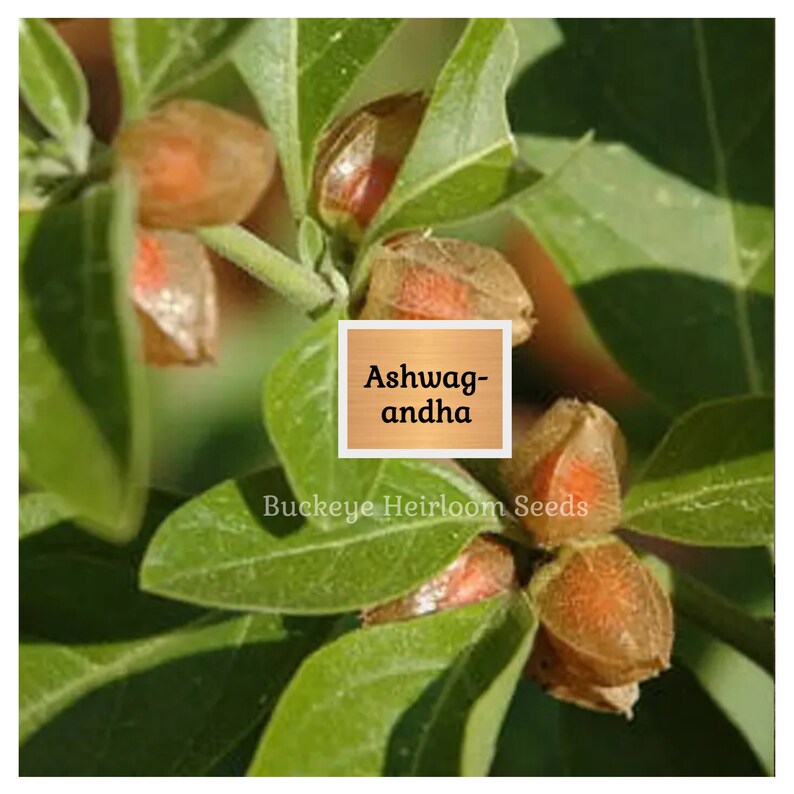 May include: Close-up of ashwagandha plant with green leaves and orange-brown seed pods. The image includes a square label with the text "Ashwagandha" and the words "Buckeye Heirloom Seeds".