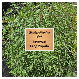 NEW Narrow Leaf Papalo - Seeds -  Leaves used in Salsa,  Salads & More - Buckeye Heirloom Seeds