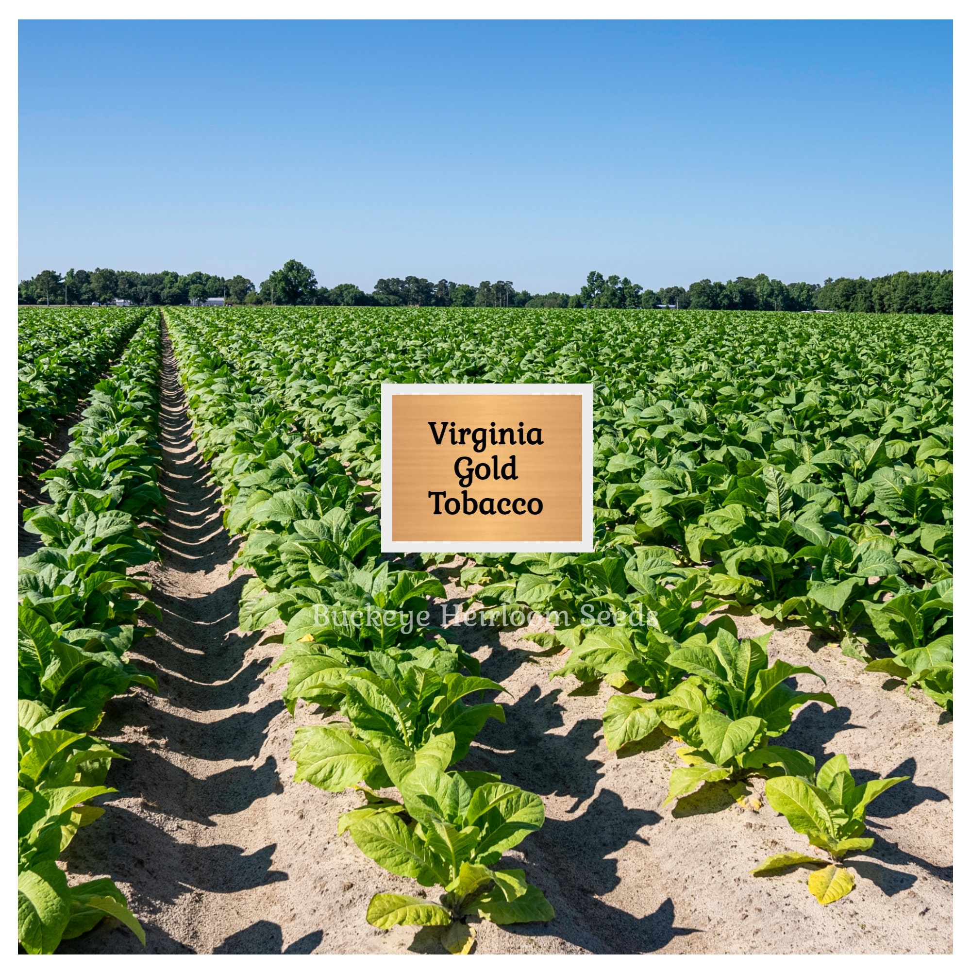 tobacco seeds virginia gold Virginia Gold Tobacco Seeds - Heirloom Nicotiana Tabacum