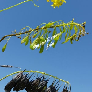 Isatis tinctoria Nature Blue Dye Plant Seeds Buckeye Heirloom Seeds image 9