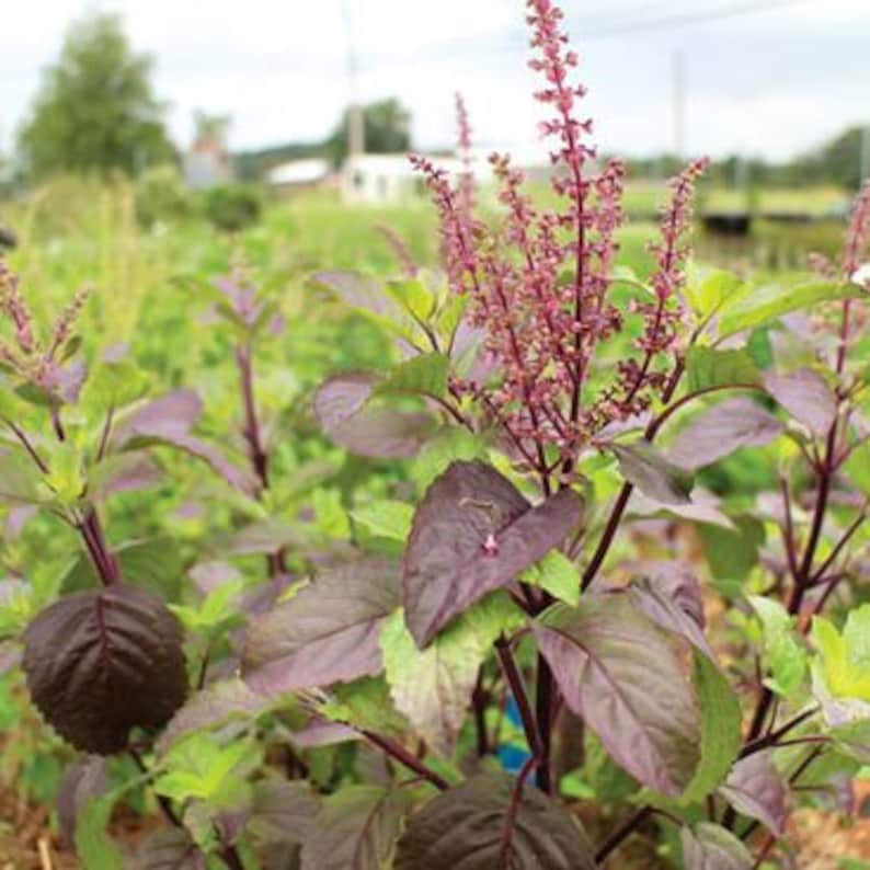 Krishna Holy Basil 100 Medicinal Seeds Ocimum Sanctum Etsy