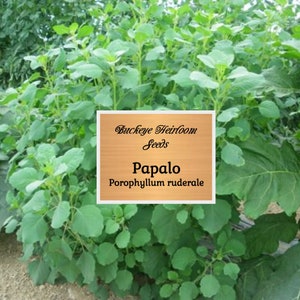 Papalo - 100 - 400 Seeds (Porophyllum ruderale) pápaloquelite -  Leaves used in Salsa,  Salads & More - Buckeye Heirloom Seeds