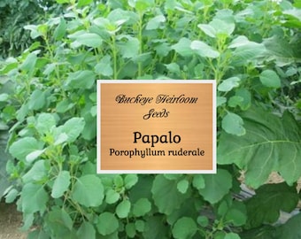 Papalo - Seeds -  Leaves used in Salsa, Salads & More - (Porophyllum ruderale) - Buckeye Heirloom Seeds