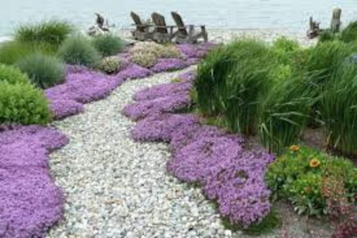 Dwarf Creeping Thyme Ground Cover 300 Herb Seeds Etsy