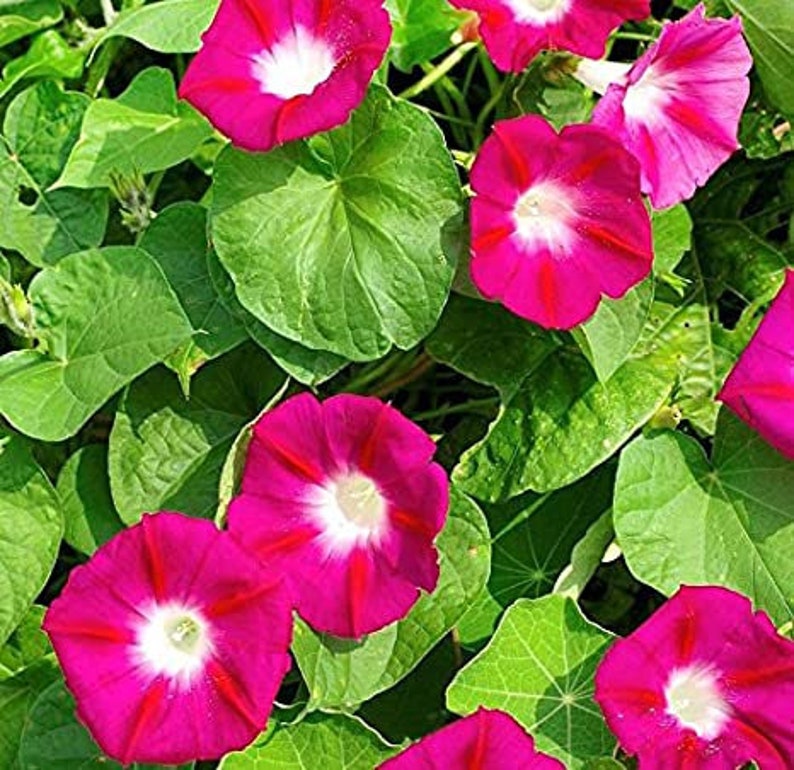Seeds Scarlett O/'Hara Morning Glory Climbing Vines 30
