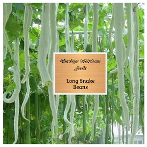 NEW - Indian Snake Bean ~ (Trichosanthes cucumerina) (AKA Snake Melon or Snake Gourd)  Kids Love to Grow Them