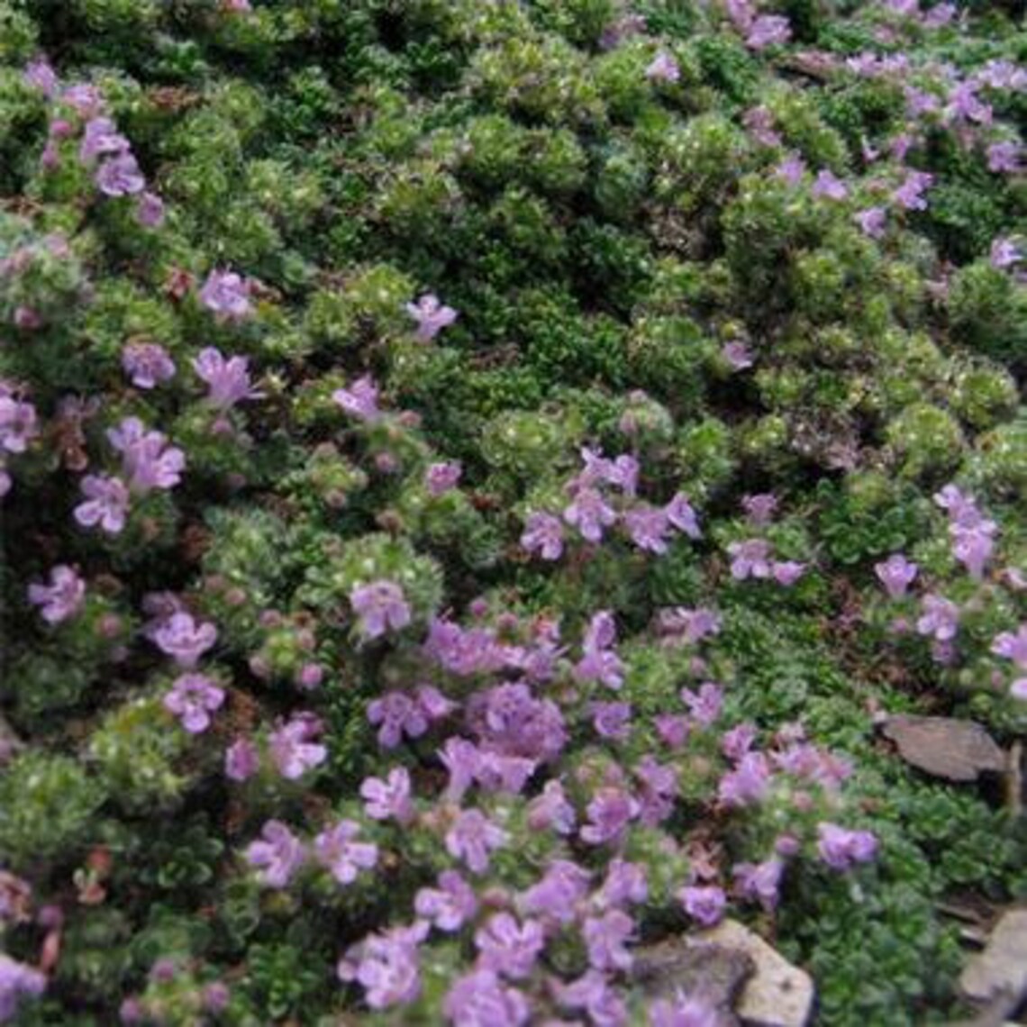 Dwarf Creeping Thyme Ground Cover 300 Herb Seeds Etsy