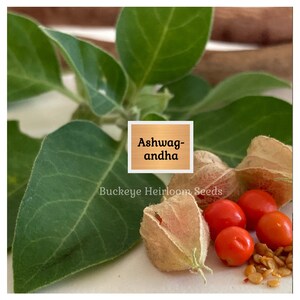 May include: Close-up of ashwagandha plant parts. The image features green leaves, orange berries, and seed pods. The text "Ashwagandha" is displayed on a wooden sign, with "Buckeye Heirloom Seeds" below.