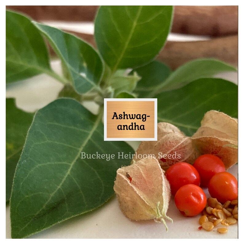 May include: Close-up of ashwagandha plant parts. The image features green leaves, orange berries, and seed pods. The text "Ashwagandha" is displayed on a wooden sign, with "Buckeye Heirloom Seeds" below.