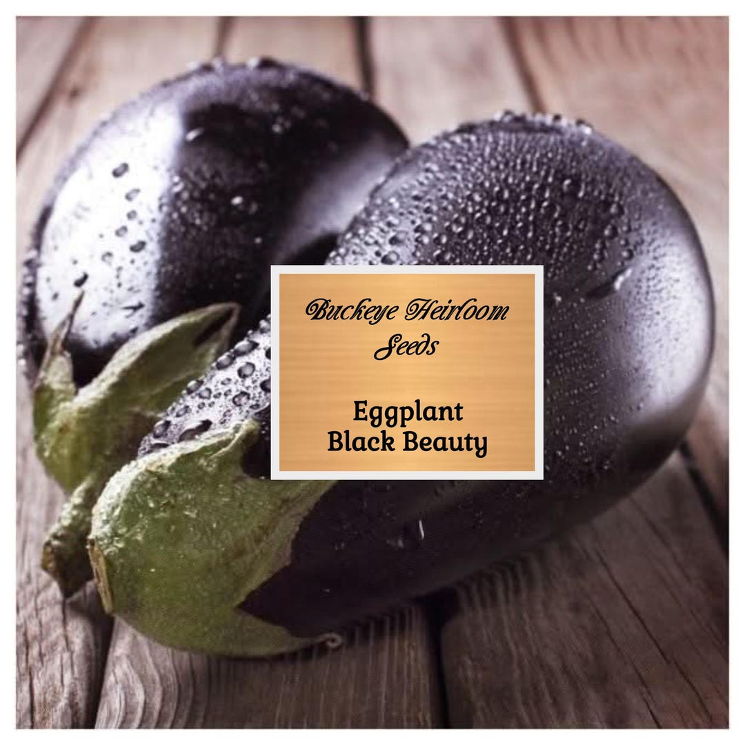 Black Beauty Eggplant Heirloom Premium Seed Packet Black Beauty Eggplant Heirloom Premium Seed Packet