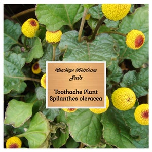 50 Electric Daisy Seeds, Buzz Buttons, Toothache Plant Seeds, Spilanthes Seeds, Jambu Seeds, Acmella oleracea, Spilanthes acmella, Paracres