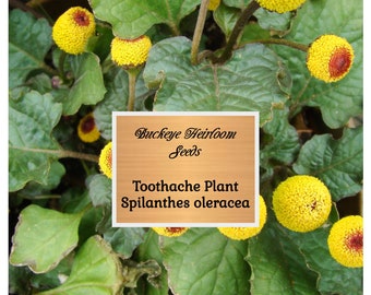 May include: Close-up of a Toothache Plant, Spilanthes oleracea, with bright yellow, button-like flowers with red centers. The plant has green leaves and the text "Buckeye Heirloom Seeds" is visible.