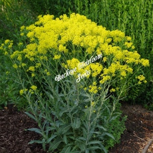 Isatis tinctoria Nature Blue Dye Plant Seeds Buckeye Heirloom Seeds image 3