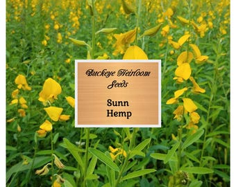 NEW - Sunn Hemp - 1,000 Seeds – Crotalaria juncea - Heat-Tolerant - Cover Crop - Forage - Soil Builder - Buckeye Heirloom Seeds