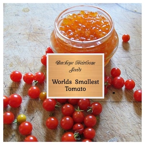 Worlds Smallest Tomato - 30 Seeds - Buckeye Heirloom Seeds