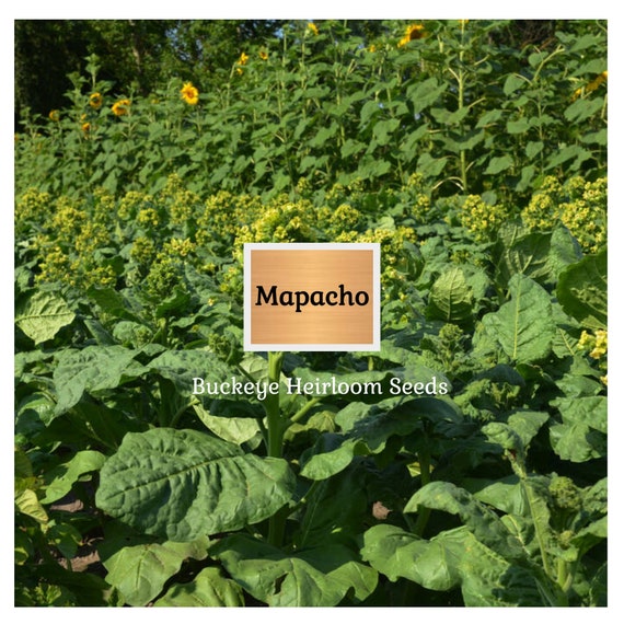 organic mapacho tobacco Mapacho - Aztec Ceremonial - Tobacco - Nicotiana Rustica - Makhorka - Seeds