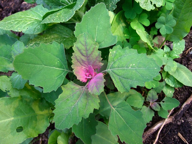 Lambs Quarter Seeds Edible Very Nutritious AKA Goosefoot Etsy