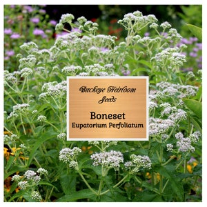 Boneset - Eupatorium - Heirloom Seeds - Healing Herb - GMO Free (Eupatorium Perfoliatum) - Buckeye Heirloom Seeds