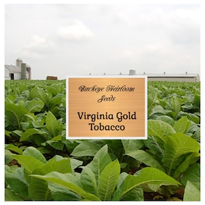 Virginia Gold Tobacco Seeds - Heirloom - Nicotiana Tabacum - Buckeye Heirloom Seeds