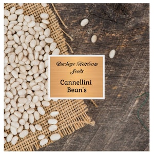 Cannellini Bush Dry Bean Seeds / Heirloom Open Pollinated Heirloom Gardening Non-Gmo - Buckeye Heirloom Seeds