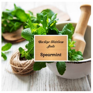 Spearmint - Seeds -  Medicinal & Culinary Herb - Heirloom GMO Free (Mentha spicata) - Buckeye Heirloom Seeds