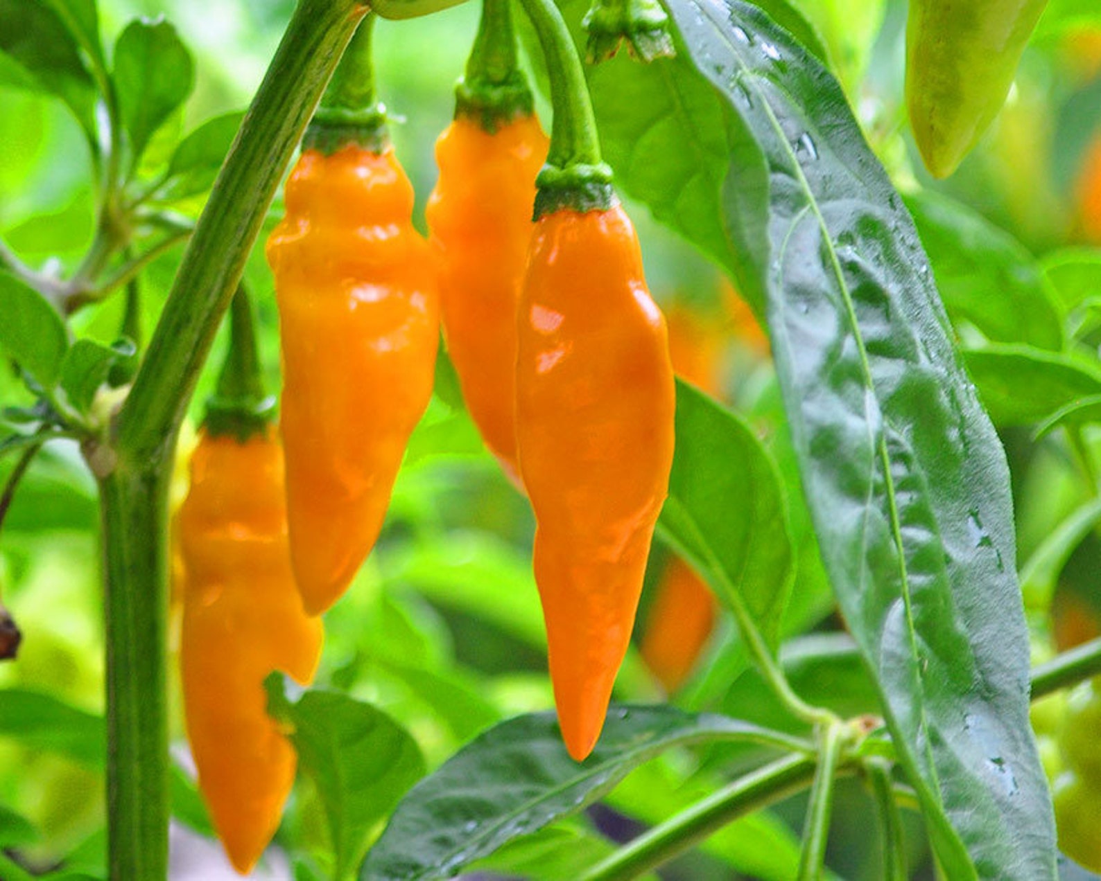 Datil Pepper 15 Seeds St. Augustine's Hot Little Etsy