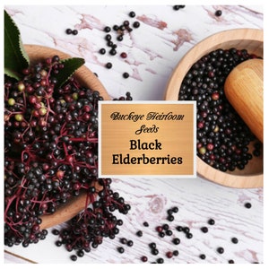 Black Elderberry - Seeds - (Sambucus nigra) - Healing and Culinary - Buckeye Heirloom Seeds