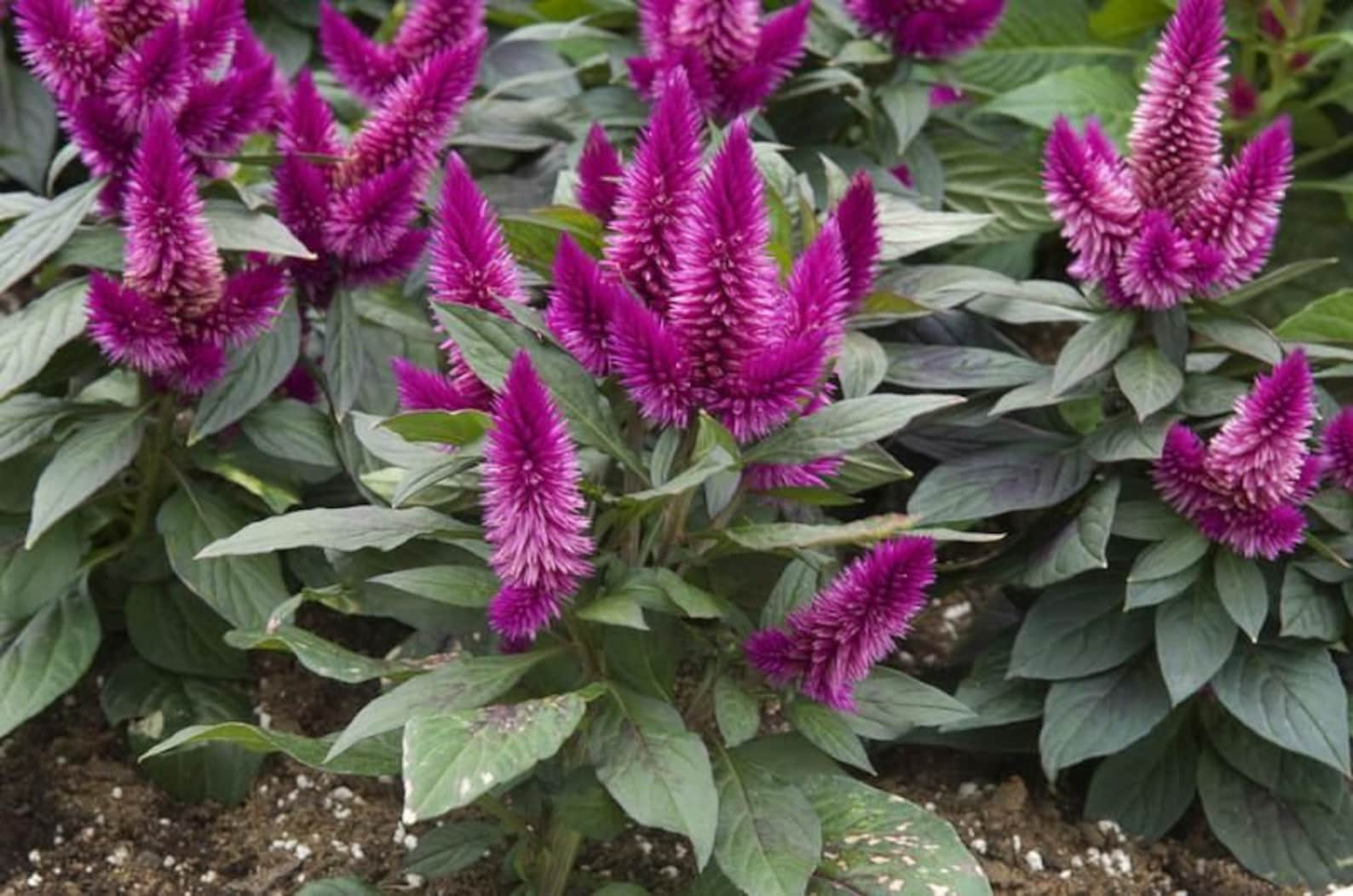 Celosia Flamingo Purple Wheat Flower Seeds Celosia | Etsy