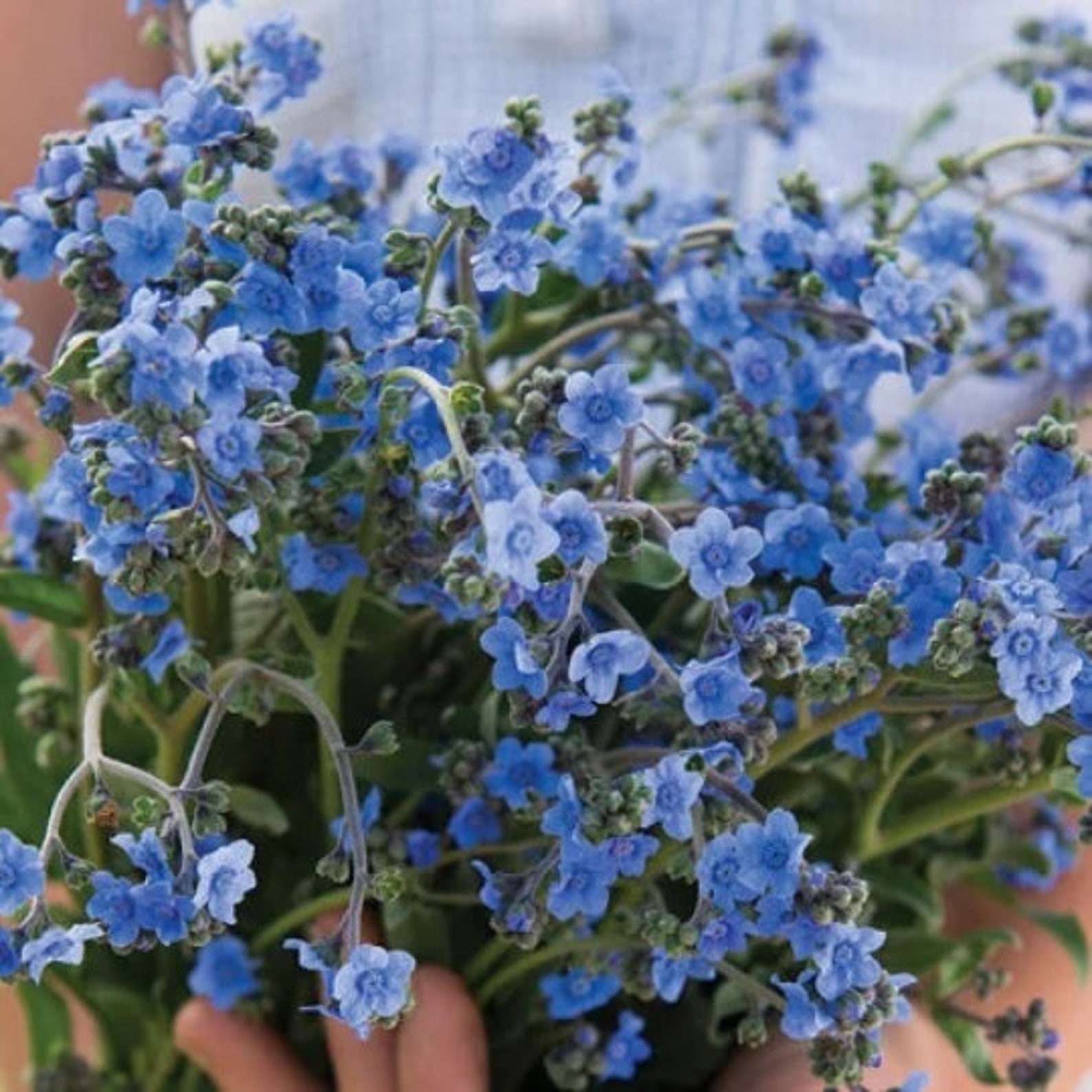 Blue Me Not Flower Seeds cynoglossum Amabile 300 Etsy