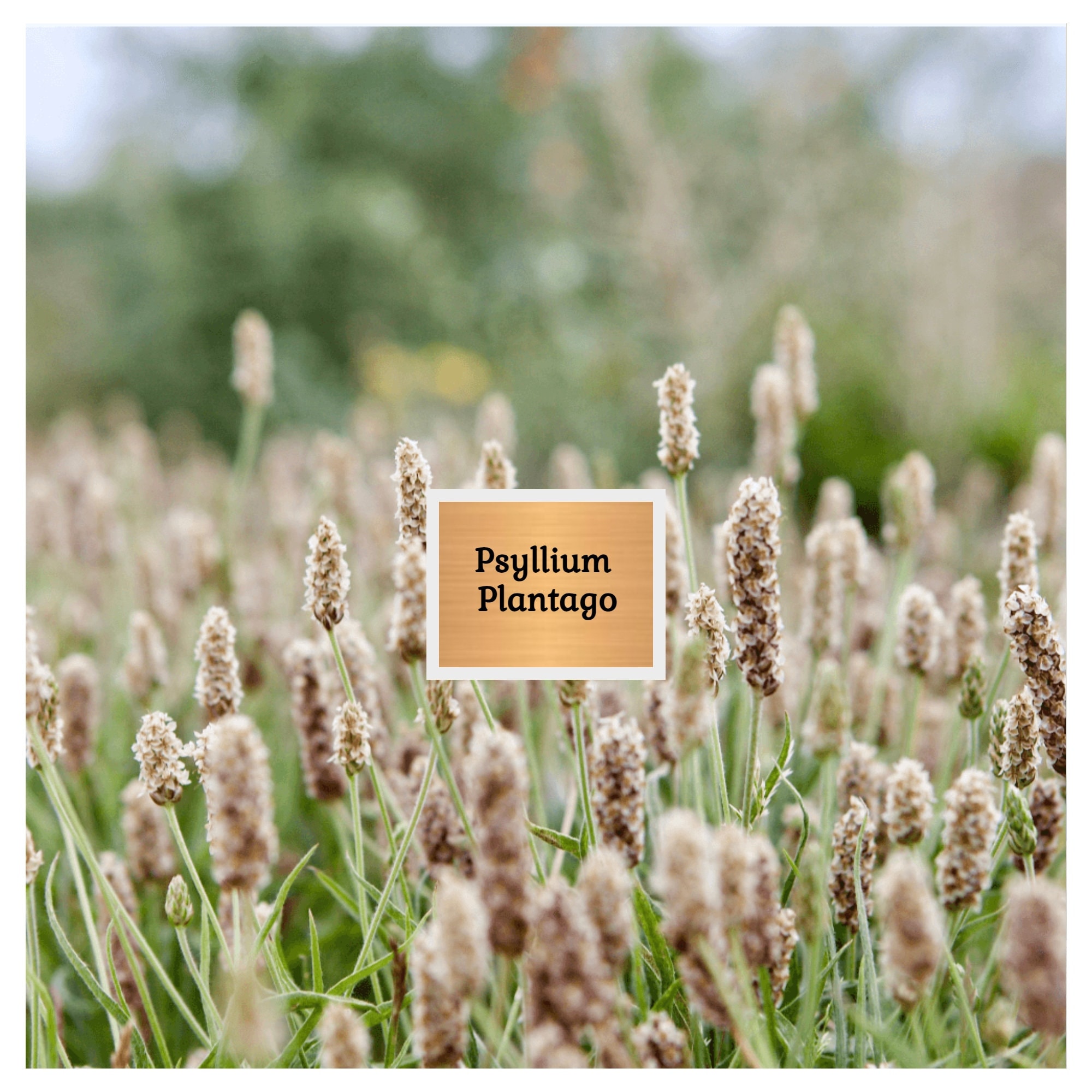 Psyllium Plantago