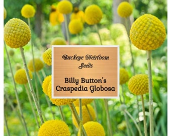 Billy Buttons - Flower Seeds - Craspedia Globosa - Billy Button - Buckeye Heirloom Seeds
