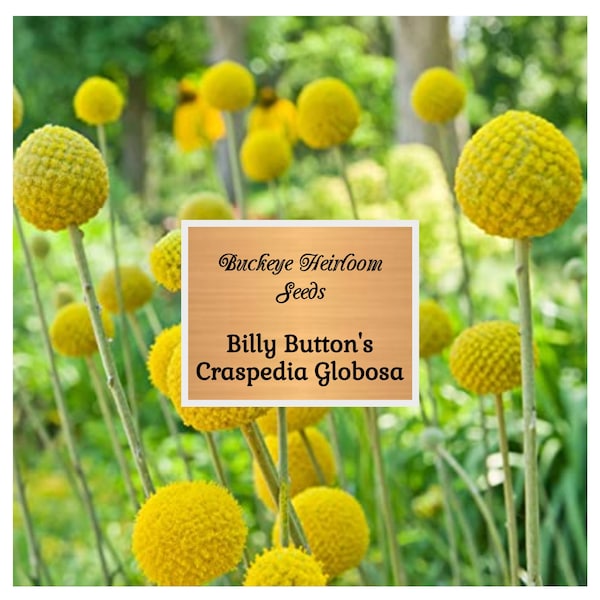 Billy Buttons - Flower Seeds - Craspedia Globosa - Billy Button - Buckeye Heirloom Seeds