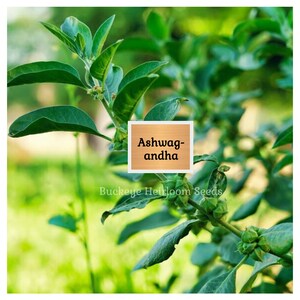 May include: Close-up of an Ashwagandha plant with vibrant green leaves and small, green buds. The image features a wooden sign with the text "Ashwagandha" and the words "Buckeye Heirloom Seeds" at the bottom.